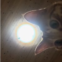 スマートフォンに映っている猫