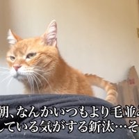 人の隣に立つ猫