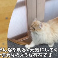遊ぶ猫