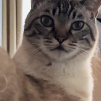 一点を見つめる猫