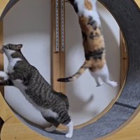 キャットホイールの壁にくっついて、キャットホイールの動きに合わせて動く三毛猫