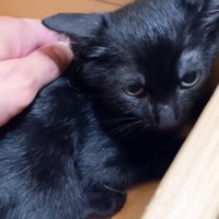 撫でられる子猫