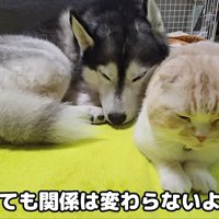 はっちゃんとじゅんちゃんが寝てる