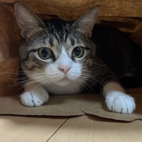 紙袋に入っているキジ白猫