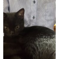 猫と男性