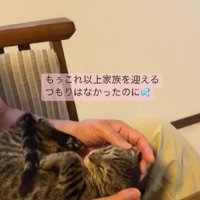 膝の上の猫