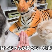 テロップ「今度ははっちゃんが～」