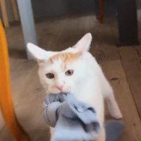 元気に遊ぶ成長後のモコちゃん