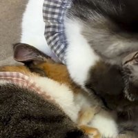 猫に毛づくろいをしている猫