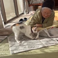 ベッドの近くにいる2匹の柴犬