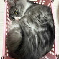 かごに詰まる猫