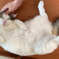 頭を撫でられて目を閉じる猫