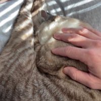 ゆすっても起きない猫