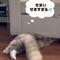 ソファーの下に入る猫の後ろ姿