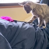 おなかのおもちゃを見つめる猫