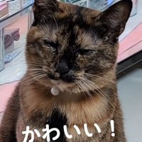目を閉じる猫