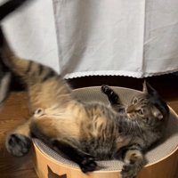 後ろ足で蹴る猫