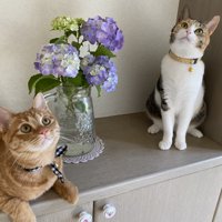 茶トラ猫と三毛猫