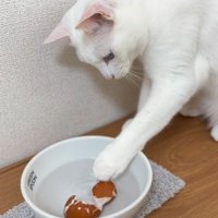 持ち出した卵の殻に興味を示す猫