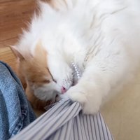 目を閉じる猫