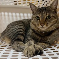 かごの中にいる猫