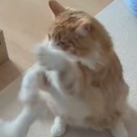 拳法のような構えを見せる茶白猫