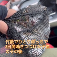網の中にいる子猫