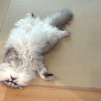 へそ天の白グレー猫
