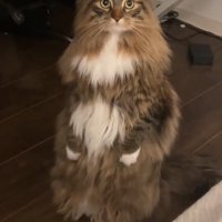 凝視する猫