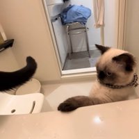 バスタブの縁に前足をかけているシャム系猫