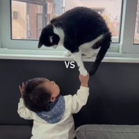 猫と赤ちゃん