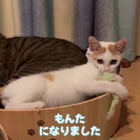 ベッドに座る2匹の猫