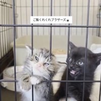 ケージにしがみついて鳴き声をあげる2匹の子猫