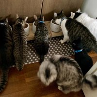 ごはんを食べる猫たち