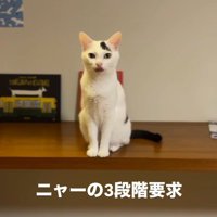 舌で口を舐める猫
