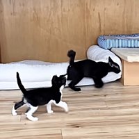 追いかけっこする2匹の子猫