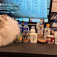 ミルクティーの隣に並ぶ猫