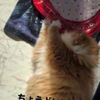 「ちょうどいい…」と書かれた写真