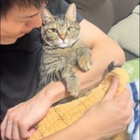 人に抱かれている猫