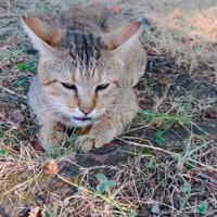 苦しそうな猫