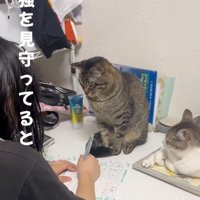 細める猫