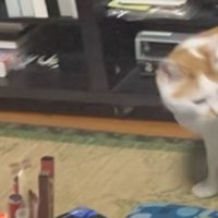 立ち去ろうとする猫