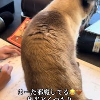 立ち上がる猫