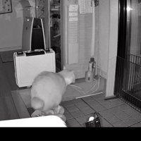暗視カメラ、猫トイレ中（後ろ姿）