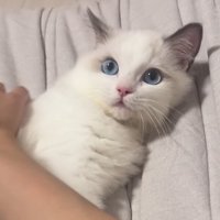 ママさんに体を撫でられる子猫