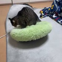 ペット用ベッドの上に乗っている猫