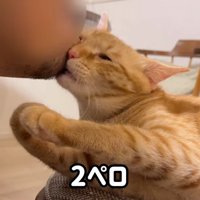 人のあごにほおずりをしている猫