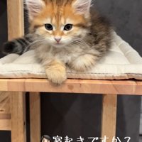 飼い主さんを見る猫