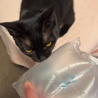 猫に緩衝材を見せる女性