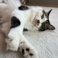 室内にいる猫